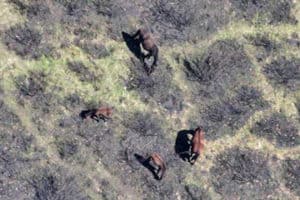 Victorain Alps Feral Horses