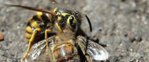 Western yellowjackets, invasive in Hawaii, are aggressive hunters. Photo: TJ Gehling | Flickr CC BY-NC-ND 2.0