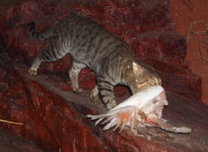 Feral cat with a Major Mitchell's cockatoo. Photo: Mark Marathon