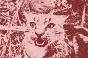 Feral Cat