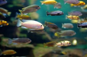 Hybrid cichlid