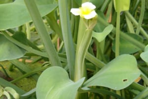 Limnocharis flava