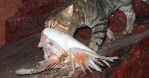 Feral Cat preying on Galah. Photo: Mark Marathon | CC BY-SA 4.0