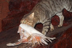 Feral cat with Major Mitchell cockatoo in its mouth. Photo: Mark Marathon | CC BY-SA 4.0