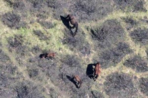 Feral horses