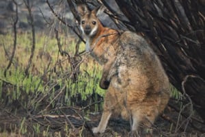bushfire survivor