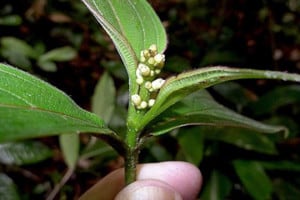 Miconia nervosa