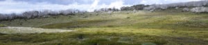 Alpine bogs in Victoria and NSW are a haven for threatened wildlife but will struggle to recover after the 2019-20 bushfires if pressure from feral animals is not contained. Photo: Karen Alexander