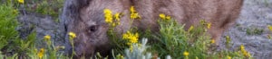 Wombat foraging at Wilsons Promontory National Park. Photo: Judith Deland