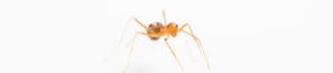 Yellow crazy ant.Photo: David Wilson