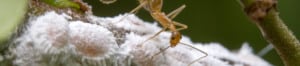 Yellow crazy ants. Photo: budak | Flickr | CC BY-NC-ND 2.0