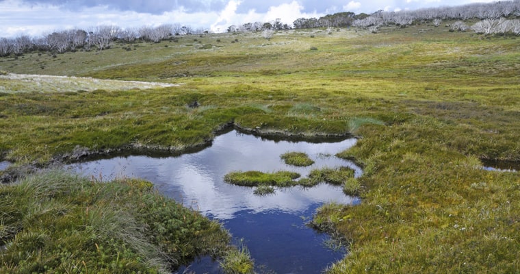 Alpine bogs in Victoria and NSW are a haven for threatened wildlife but will struggle to recover after the 2019-20 bushfires if pressure from feral animals is not contained. Photo: Karen Alexander