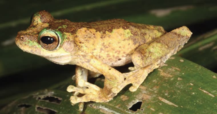 The biggest impact of yellow crazy ants on vertebrates is likely to be much less insect prey. Frog metamorphs, young birds and other small animals will be at risk from direct attack by the ants. The endangered Kuranda treefrog (Litoria myola), shown above, is at imminent risk as yellow crazy ants have invaded one of its few breeding sites. Photo: Conrad Hoskin