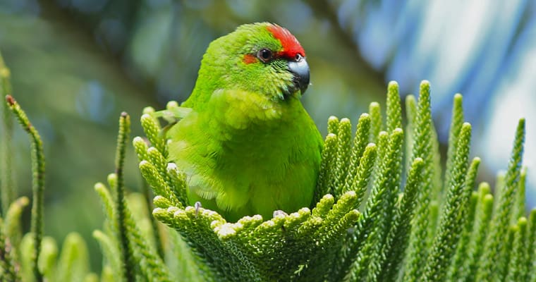 Critically endangered Norfolk Island green parrot. Photo: Luis Ortiz-Catedral