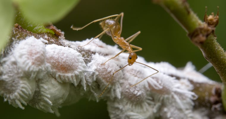 Yellow crazy ants are not native to Australia, but have been found in Queensland and are the focus of several eradication programs. Yellow crazy ants - budak Flickr - CC BY-NC-ND 2.0