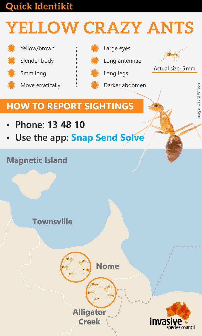 This quick identikit will help you identify invasive yellow crazy ants. These ants are tiny but have a huge impact on our native wildlife, killing and consuming most other ants, insects, lizards, birds and small mammals. They thrive in Queensland’s warm, humid tropics but are not native to Australia.