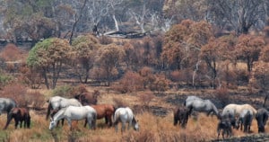 A mob of feral horses grazing on bushfire regrowth at the southern end of Long Plain where fire intensity was low. More than three quarters of Long Plain was unaffected by the summer bushfires. Photo: L Groom