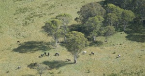 Feral horses grazing in Kosciuszko National Parik.