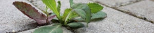 Weeds-Image from Pixabay
