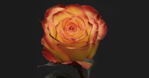 Imported roses pose very high risks to Australia because the layered petals provide many hiding places for invasive insects. Photo: anncapictures | Pixabay