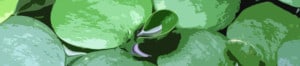 Illustration of Amazon frogbit.