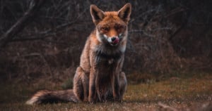 Foxes have played a major role in the decline and extinction of many native animal species in Australia. Photo: Tim ten Cate | Unsplash