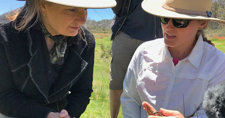 ANU expert Renee Hartley shows Australia's federal environment minister Sussan Ley an alpline she-oak skink while inspecting feral horse damage in Kosciuszko National Park.