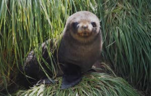 Antarctic fur seal pup. Photo: Andrea Turbett