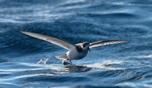 Blue petrel. Photo: Ed Dunens - Creative Commons Licence 2.0