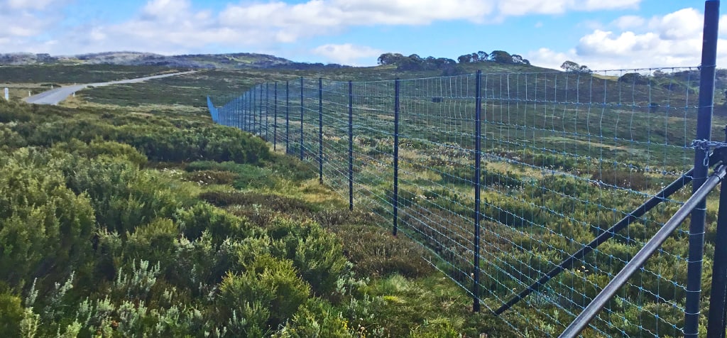 High-cost fencing at New Species Gully in the Bogong High Plains is critical to protecting some of Australia's rarest alpine herbs and forbs from encroaching feral deer and horses.