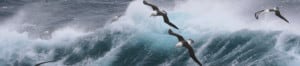 Albatross flying over southern ocean