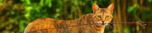 Cat prowling. Photo by Fabian Saragoza-Pixabay