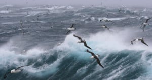 Albatross flying over southern ocean.