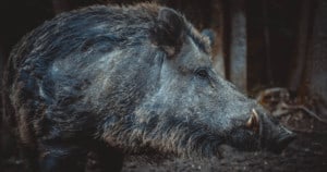 Aliens among us-Pixabay-Feral pig