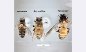 An Asian honeybee alongside a European and giant honeybee. Photo: Ken Walker, Museums Victoria, PaDIL