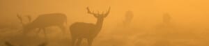 Feral deer in the mist