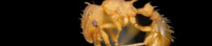 Banner-Electric ant_Photo Pest and Diseases Image Library-Bugwood