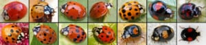 P-Harlequin ladybird variation-Photo Entomart