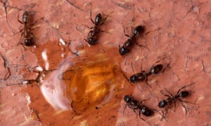 Argentine ants. Photo: Whitney Cranshaw, Colorado State University, Bugwood.org