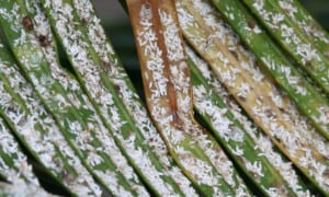 Asian Cycad Scale-Aulacaspis yasumatsui_Photo FW Howard-University of Florida