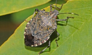 Brown marmorated stink bug (Halyomorpha halys). Photo: Hectonichus | CC BY-SA 4.0