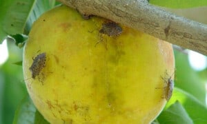Brown marmorated stink bugs on a peach. Image: Gary Bernon, USDA APHIS, Bugwood.org/Wikimedia