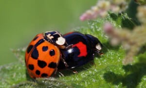 C-Harlequin ladybird-Photo Charles J Sharp