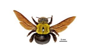 Carpenter bee (X. lieftincki) Ken Walker, Museum Victoria