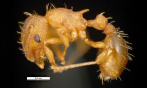 This ant shows a backward-pointing thorax spine and two small segments before the abdomen bulges. Photo: Pest and Diseases Image Library, Bugwood.org