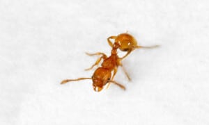 Electric ant. Photo: © The State of Queensland | Department of Agriculture and Fisheries