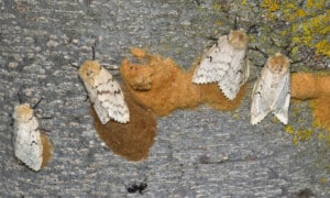 Female gypsy moths and their egg masses. Photo: Ryan Hodnett | CC BY-SA 4.0