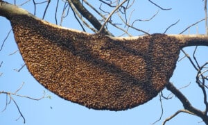 Giant honeybee (Apis dorsata) hive. Photo: Vinayaraj | CC BY-SA 4.0
