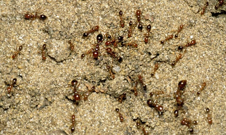 Red imported fire ants. Photo: Barry Rice | sarracenia.com | Bugwood.org