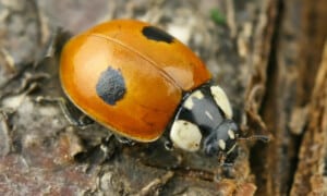 Spotted amber ladybird-Hippodamia variegata-Photo Francisco Welter-Schultes-CC0 1
